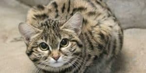 Unveiling the Deceptive Charm: Utah Zoo's Newest Addition, a Tiny Cat That's One of the World's Deadliest