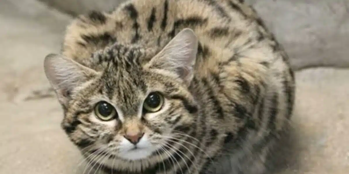 Unveiling the Deceptive Charm: Utah Zoo's Newest Addition, a Tiny Cat That's One of the World's Deadliest