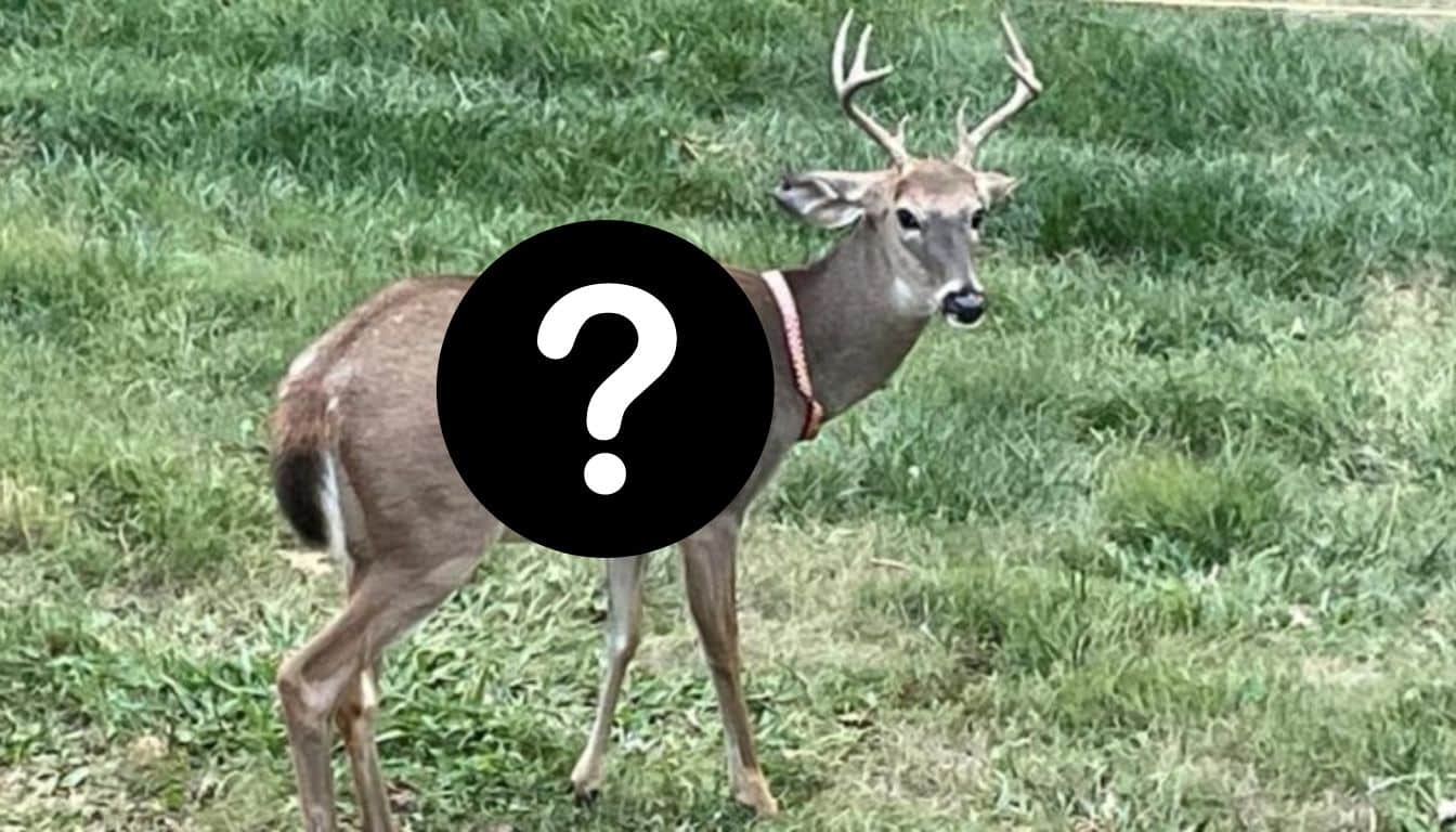 Man finds a deer with a collar and funny inscription on its body