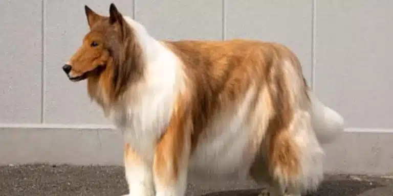 japanese man spends $14,000 to transform into a dog and embarks on a new journey. follow his extraordinary transformation as he explores a new way of life in this captivating story.
